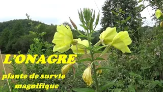 L'ONAGRE, plante de survie magnifique