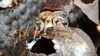 Meliponias Stingless Bees