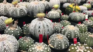 Rare Cactus from Japanese Cactus Collectors Nursery Kakusen-en Komagome.