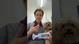 How to give your pet an inhaler - Part 1