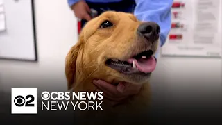 Dogs rescued from around the world get their second chance in Brooklyn