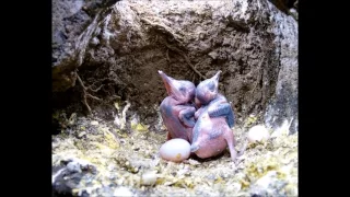 Kingfisher Chicks Inside Their Nesting Chamber | Discover Wildlife | Robert E Fuller