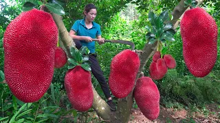 Harvest Thailand Red JackFruit, Make Fried Jackfruit Go to the market to sell  | Phuong - Harvesting