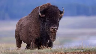 Safari Mack Explores North America American Bison Part 1