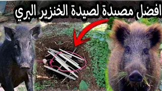 افضل مصيدة لصيد الخنزير البري ( الحلوف ) - wild boar trap