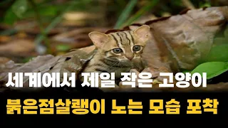 속보!! 세상에서 제일 작은 고양이 '붉은점살쾡이' 노는 모습 포착...!