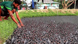 Dampak Pakan Pelet pada kesehatan Ikan Lele Hibrida yang penting secara komersial di kolam P-2