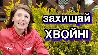 Чітка інструкція по захисту хвойних від хвороб та шкідників. Туя Ялівець Сосна Ялина