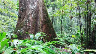 Rừng Cúc Phương, Ninh Bình