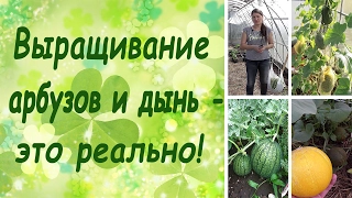 Выращивание арбузов и дынь - это реально! (семинар, основные правила)