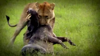 Моменты охоты и нападения львов на диких кабанов