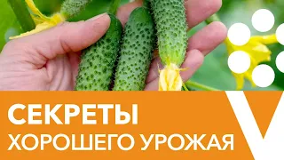 Секреты хорошего урожая огурцов. Прямой эфир с биологом