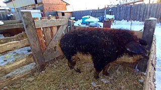 Венгерская Мангалица, уличное  содержание в загоне, круглый год.