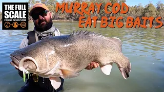 Murray Cod Eat Big Baits | The Full Scale