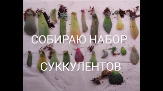 Размножение суккулентов листом