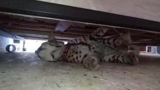 There's a crazy bobcat under my bed!