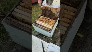 когда и как расширить пчел весной пчеловодство для начинающих