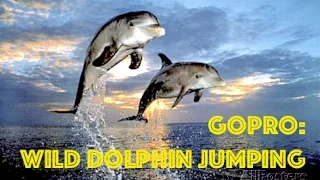 GoPro: Wild Dolphin Jumps  at me HD (SLO-MO)