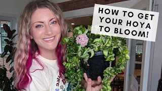 5 reasons why your hoya isn't blooming & how to fix it!