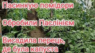 Пасинкую помідори, обробили Паслінієм, висадила перець... кінець квітня.