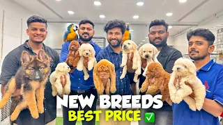 New Puppies Special 🐕‍🦺 Best Price Pet Shop | Pure Breed Dogs | Hyderabad