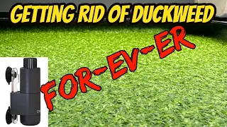 Getting rid of duckweed once and for all (oase crystalskim)
