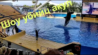 Лоро парк шоу касаток - Orca show Loro Parque.