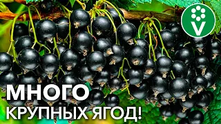 СМОРОДИНА ЗАСЫПЛЕТ ВАС ЯГОДАМИ С НОГ ДО ГОЛОВЫ, если вы сделаете так