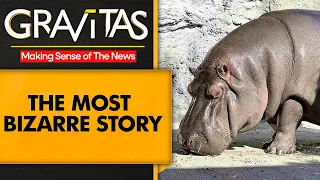 Gravitas: After 7 year, Japan's male hippo turns out to be female