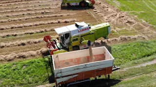 Mähdrescher Claas Dominator 88 SL und 78 in Action