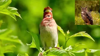 Обыкновенная чечевица   Carpodacus erythrinus