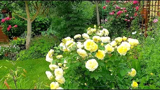 Роза Пилигрим The Pilgrim в моем саду  Красота то какая  Хороша и душиста