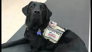 LIVE: Smart Service Dog Shows Us How He Helps His Veteran Mom at The Dodo