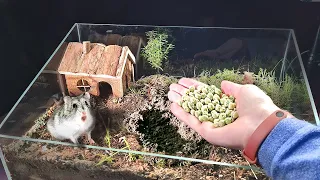 WE PLANTED PEAS IN OUR HAMSTERARIUM