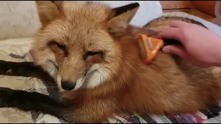 Alice the fox. The fox likes to be combed.