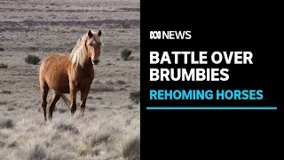 Bitter high country clash over Australia's wild horses | ABC News