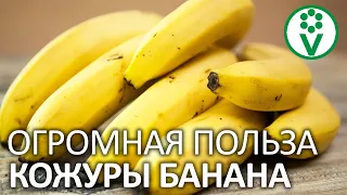 БАНАНОВАЯ КОЖУРА ПОЛЕЗНЕЕ САМОГО БАНАНА! 4 способа применить банановые шкурки в огороде