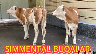 💯%SIMMENTAL BUQALAR SOTILADI ☎️95-090-95-15 . Dastafka hizmati bor.