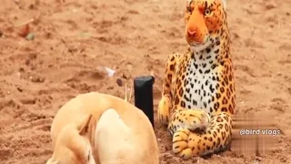 Fake Tiger Prank Dog So Funny Can Not Stop Laugh Must Watch New Funny Prank Video 2023 #tigerfunny