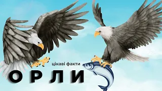 ОРЛИ: Майстри Небесних Висот. Цікаві факти та спосіб життя ОРЛІВ.   #цікавіфактипроорлів