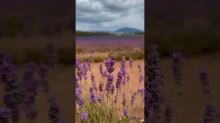 Nature's Elegance: English Lavender in Full Bloom 🌸🌿