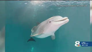 Winter the Dolphin, star of ‘Dolphin Tale’ in critical condition