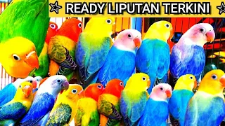 LOVEBIRD MUTASI WARNA TERBARU▪READY HARI INI BURUAN CEK OUT