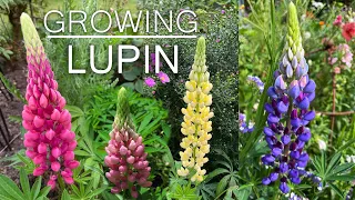 Lupin Flower || How To Grow Lupin Flower Plants . Lupine