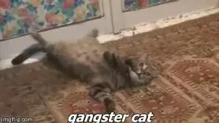 Лучшие coub коты/Best coub cats №1