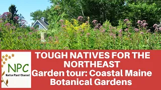 Tough Natives For The Northeast -  Coastal Maine Botanical Gardens Highlights Plants For Our Gardens