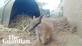 Perth zoo celebrates the birth of 13 numbat joeys