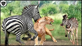 Mother Zebra Fights Lion, Young Zebra Rushes In And Bites Off Lion Tail