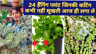 24 Hanging Plant जिसकी कटिंग कभी नहीं सूखती /  Grow Hanging Plant Cuttings / Hanging Cutting Plant