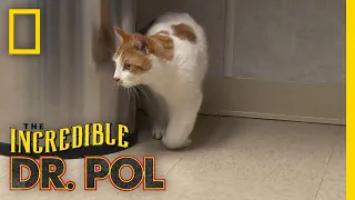 Cat With a Swollen Paw | The Incredible Dr. Pol